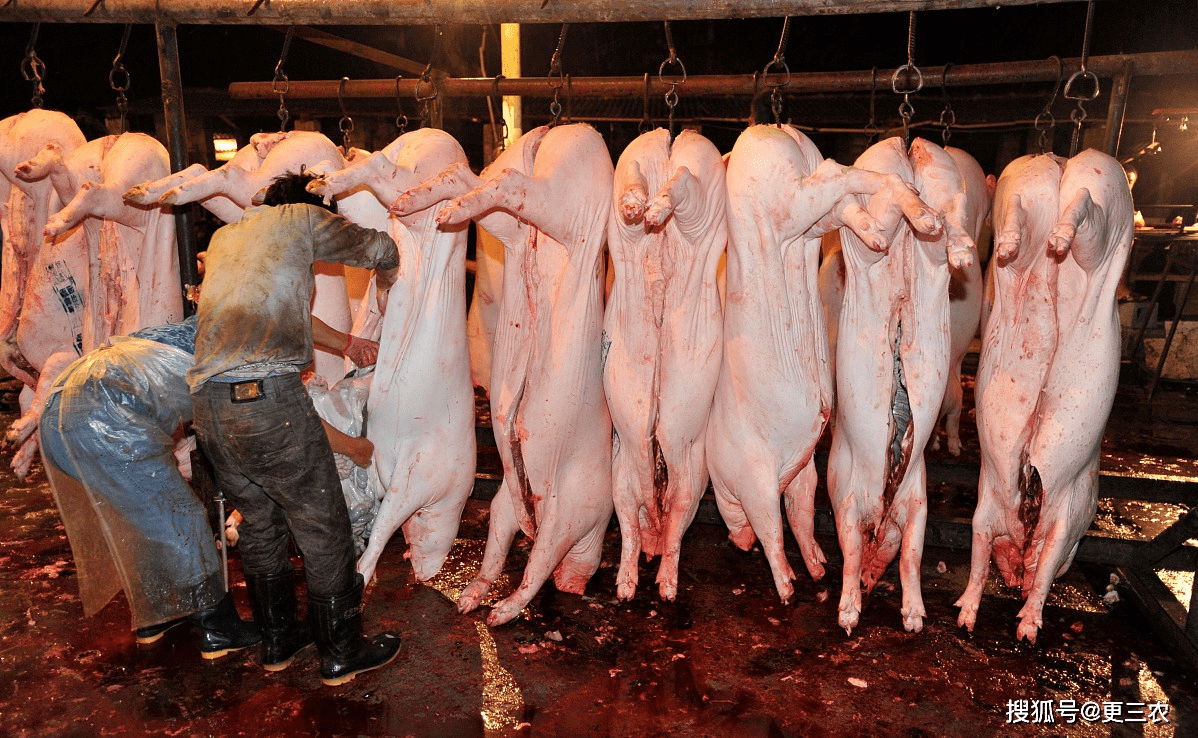 kaiyun-关于国际比赛日明尼苏达森林狼备战葡超，单刀错失细节曝光，压力陡增，数据趋势出现新变化的信息